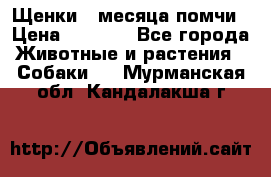 Щенки 4 месяца-помчи › Цена ­ 5 000 - Все города Животные и растения » Собаки   . Мурманская обл.,Кандалакша г.